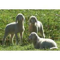 П’ятимісячні вівці Німецький меринос